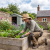 Garden tips for June