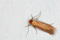 Clothes moth