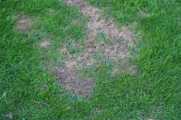 Damage from irregular fertiliser application