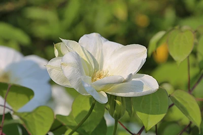 Clematis guernsey cream