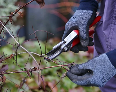 Light Pruning