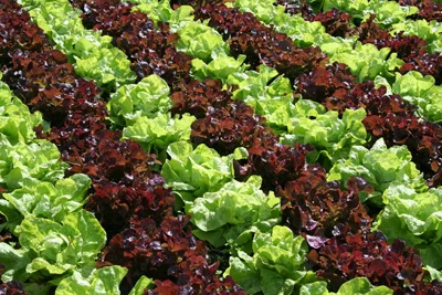 Lettuce Stripes