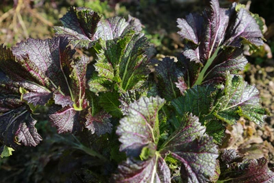 Red Mustard