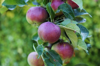 Apple starline