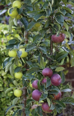 Starline apples