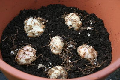 lily bulbs