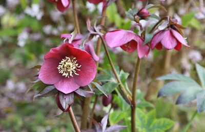 helleborus