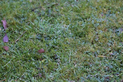 Moss & Weeds