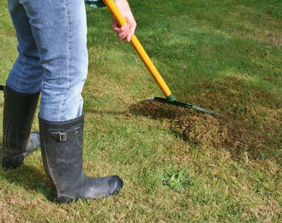 Raking Moss